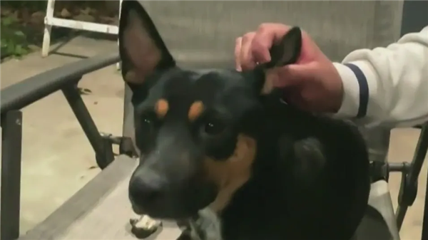一年叼4块人骨回家 疑来自同一人！宠物犬乱捡东西牵出离奇命案