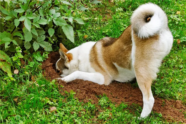 一年叼4块人骨回家 疑来自同一人！宠物犬乱捡东西牵出离奇命案