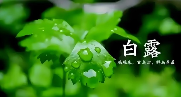 白露节气吃什么？8种传统食物及养生食谱推荐