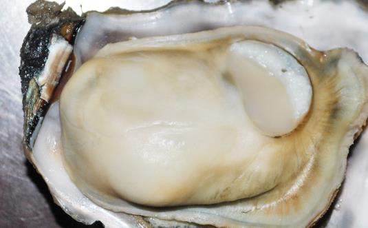 美味牡蛎食谱