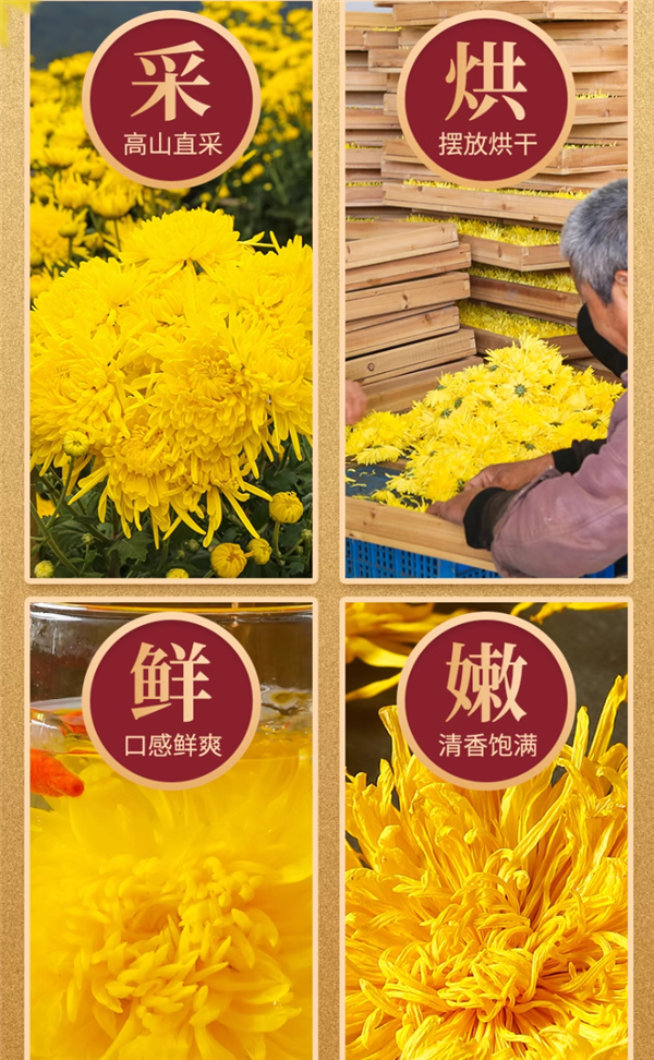 菊香浓郁：徽春堂金丝皇菊约50朵5.9元大促