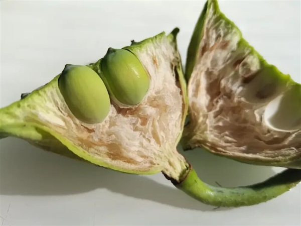 高碳水却低GI的应季美食：三高也能放心吃！错过后悔一年