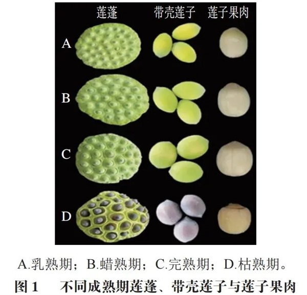 高碳水却低GI的应季美食：三高也能放心吃！错过后悔一年