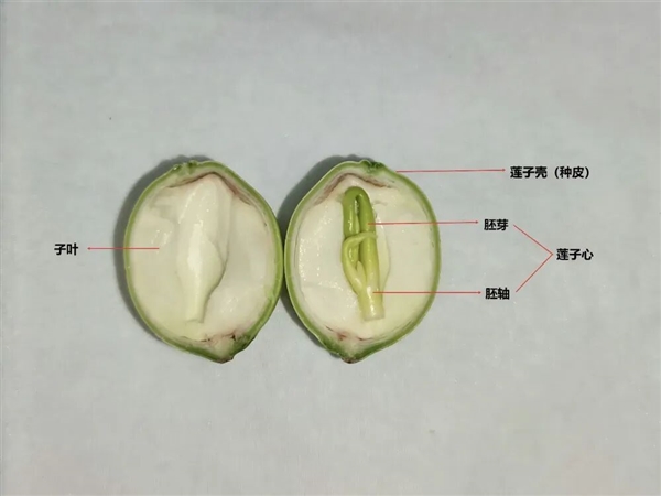 高碳水却低GI的应季美食：三高也能放心吃！错过后悔一年