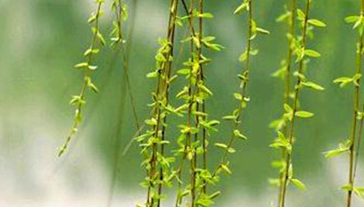 清明节为什么要插柳？有什么寓意？