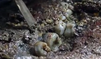 海昏侯墓刘贺为什么能保存迄今唯一满口帝王牙？