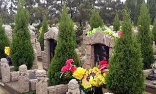 “五树进宅，人穷家败”说的是什么意思？