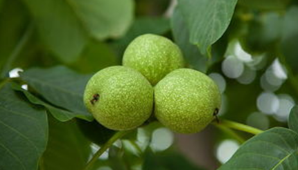 胡桃是张骞从西域带回来的，为什么却改名成了核桃？