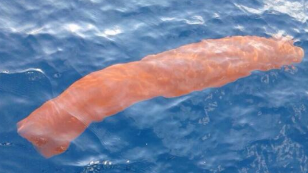 世界上最大的可发光虫子叫什么名字？它很难被发现吗？