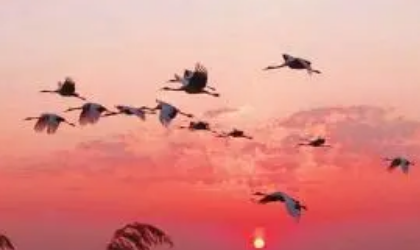 在周朝的礼乐制度中，大雁为何会被用来当作嫁娶之物？