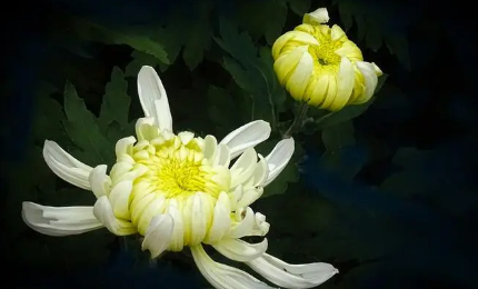 根据史书典籍记载，古人最初是以什么为目的栽培菊花的？