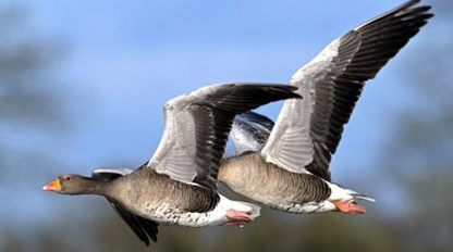 古代结婚为什么用大雁？作为“聘眼”使用