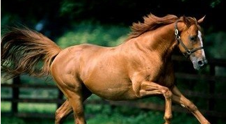 “汗血宝马”到底有多珍贵？揭秘历史上的“汗血宝马”