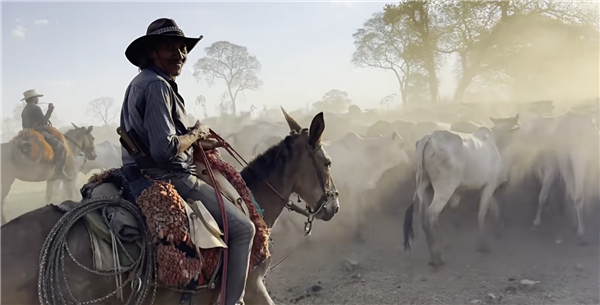 最后影像曝光 北大教授俞孔坚在巴西坠亡:失事飞机系1958年制造