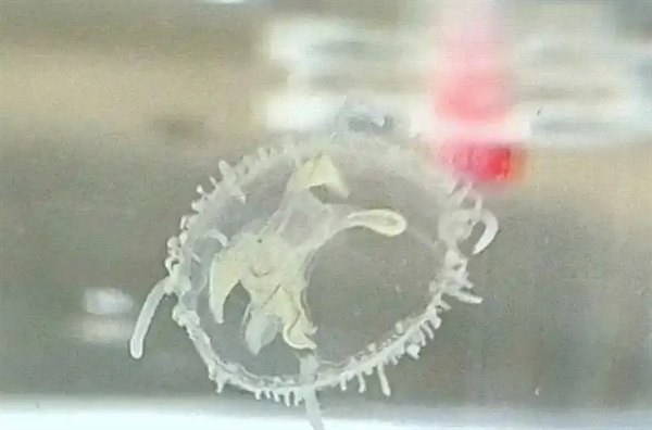太罕见！武汉中心城区突然出现上千只桃花水母 比恐龙还“老”2.2亿年