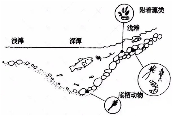 淡水鱼被冲入大海后去哪了 还能活吗