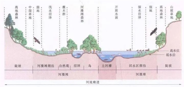 淡水鱼被冲入大海后去哪了 还能活吗