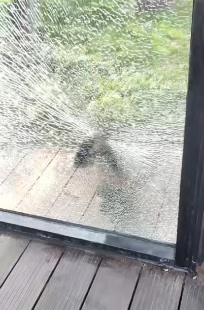 砰砰砰！一伙黑帽悬猴拿石头砸破三面玻璃墙！动物园：将买更多玩具转移注意力