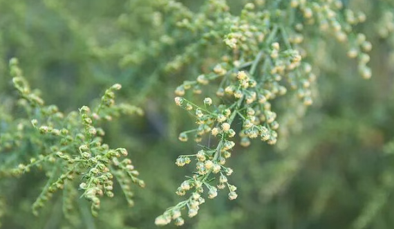 秋季花粉过敏症状加剧 这份避“敏”指南帮你安稳过秋