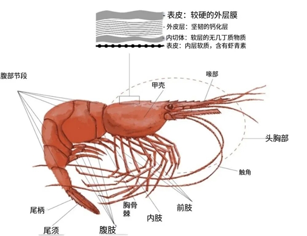 为何我们常吃北极甜虾 少见南极磷虾