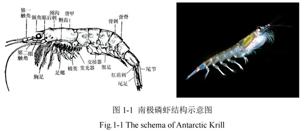 为何我们常吃北极甜虾 少见南极磷虾