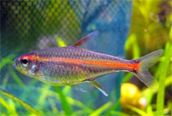 神奇海洋10月9日今日答案2025