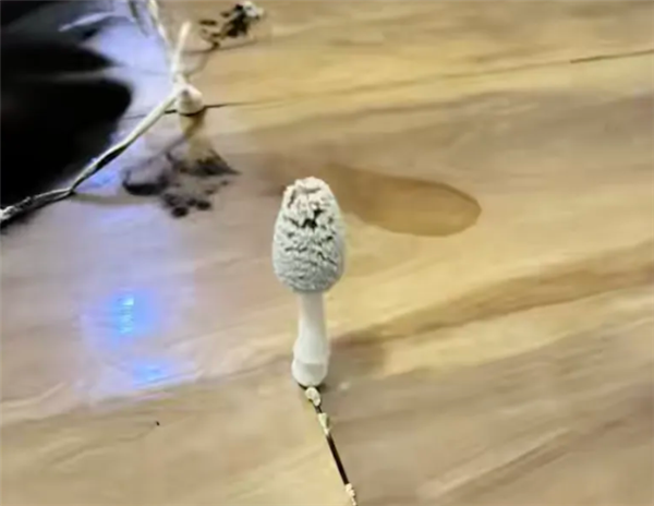 湖北一网友国庆出门后家里长蘑菇 专家：学名灰盖拟鬼伞 可食用