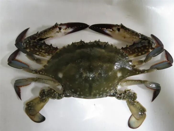 听说 沿海的朋友已经不想看到梭子蟹了