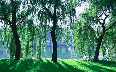 课文《柳树醒了》教案