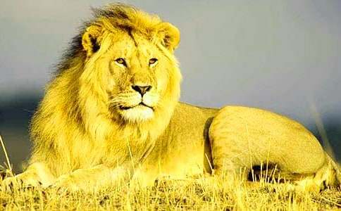 《狮子和鹿》的教学设计