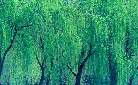 大班优秀教案艺术《柳树姑娘》