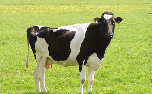 安恩与奶牛教学设计