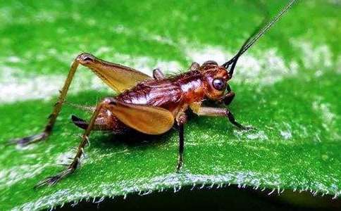 《蟋蟀的住宅》教学反思范文(通用14篇)