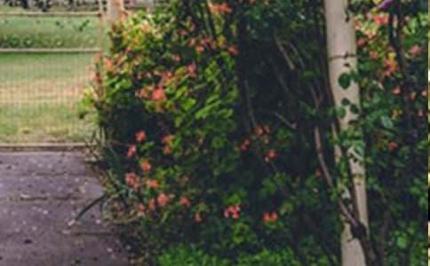 《巨人的花园》教学设计(通用11篇)