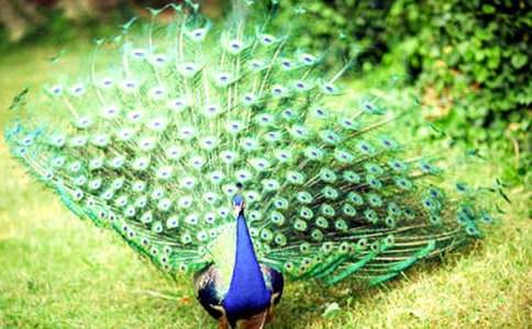 《孔雀东南飞》优秀教案(通用11篇)