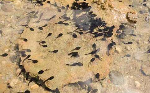 《小蝌蚪找妈妈》优秀教案15篇