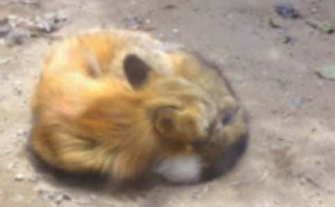 《狐狸和乌鸦》经典教学设计(精选10篇)