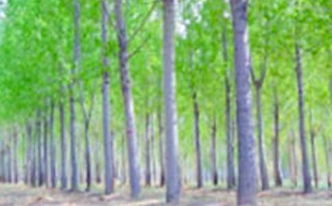 初三《白杨礼赞》教学设计（精选12篇）