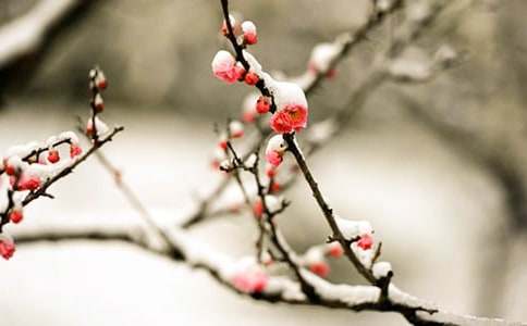 梅花魂教学反思范文（精选26篇）