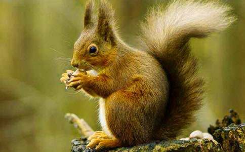 《跑进家来的松鼠》六年级教学设计