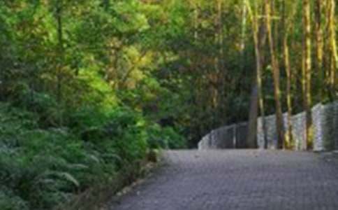 《爬山虎的脚》教学设计(精选10篇)