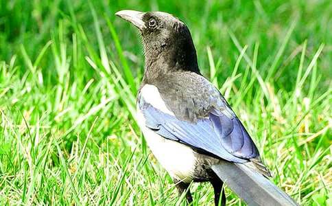 枫树上的喜鹊教学设计（精选10篇）