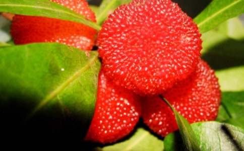 《我爱故乡的杨梅》第二课时教案(精选11篇)