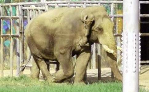 《大象的耳朵》教学设计(精选13篇)