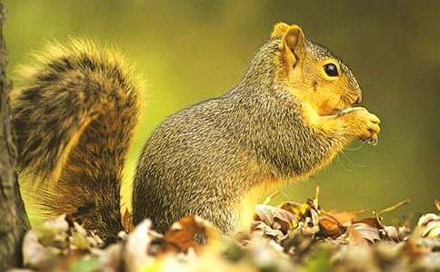 跑进家来的松鼠优秀教学设计