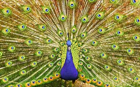 孔雀东南飞教案（精选11篇）