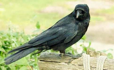 乌鸦喝水优质课教案（精选11篇）