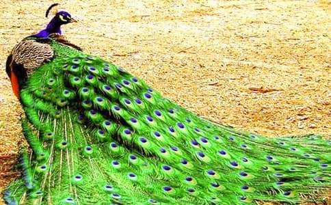 孔雀东南飞教案设计及原文