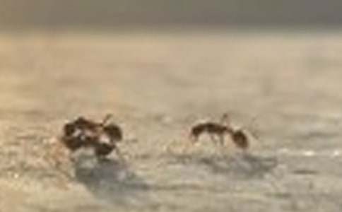 《蚂蚁和蝈蝈》教学设计和教学反思(通用10篇)