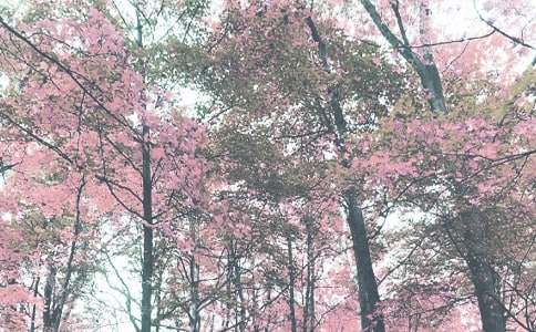 大班秋季学期教学计划(精选13篇)